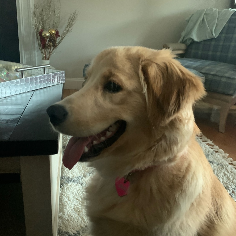 Meet your Posher, Daria